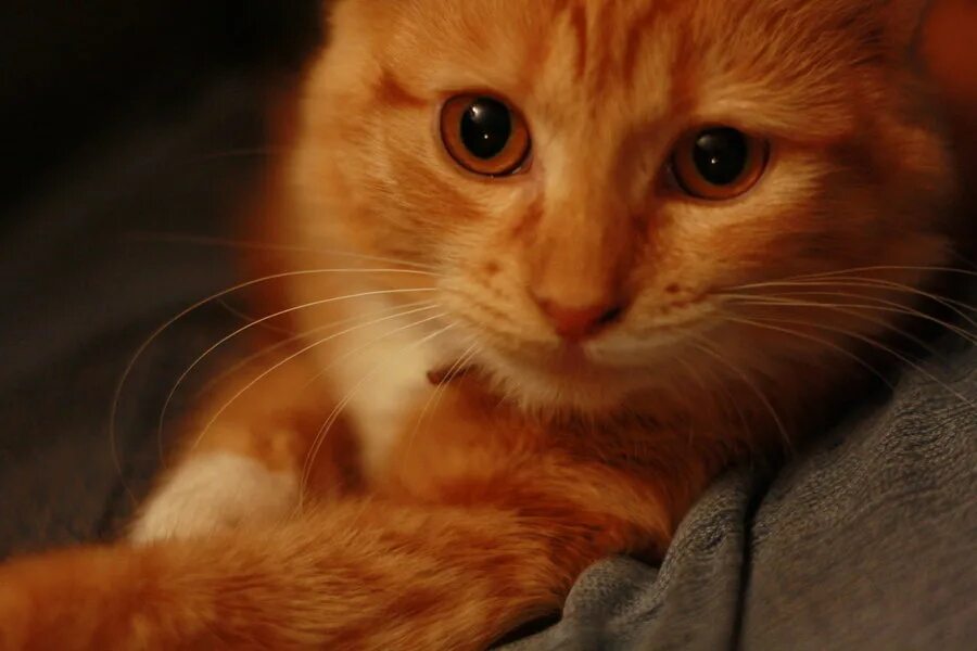 Покажите видео рыжий. Рыжий котенок с карими глазами. Рыжий кот с карими глазами. Рыжий кот с рыжими глазами. Рыжие коты с карими глазами.