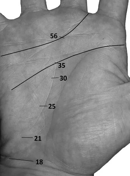 Возраст по линии судьбы хиромантия. Датирование линии судьбы хиромантия. Датировка линии жизни. Возраст на линии судьбы.