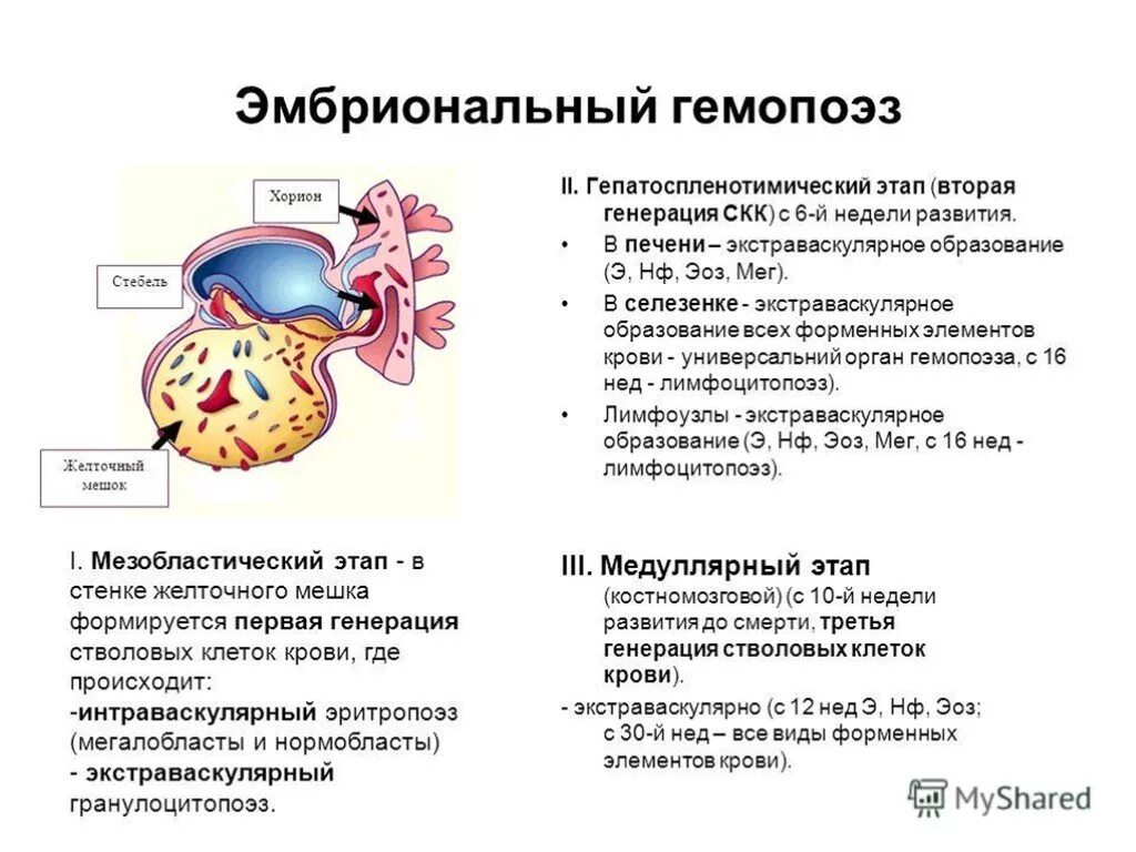 Стадии развития крови. Эмбриональный гемопоэз в печени. Таблица основных этапов эмбрионального кроветворения. Эмбриональный гемопоэз печеночный этап. Периоды эмбрионального кроветворения таблица гистология.