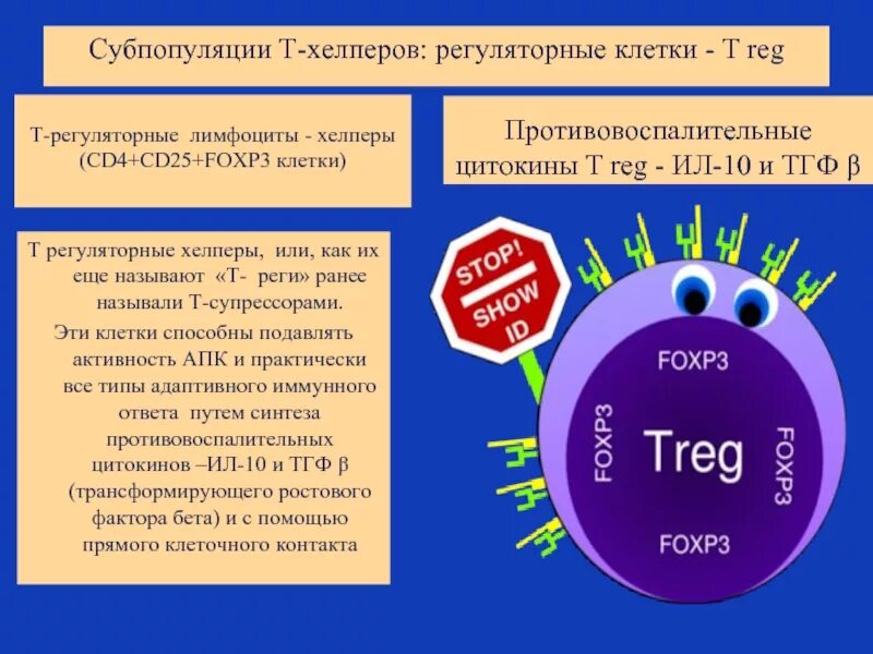 Cd3 т лимфоциты. Т хелперы клетки. cd4 лимфоциты это. т-лимфоциты cd. т киллеры т хелперы в лимфоциты.