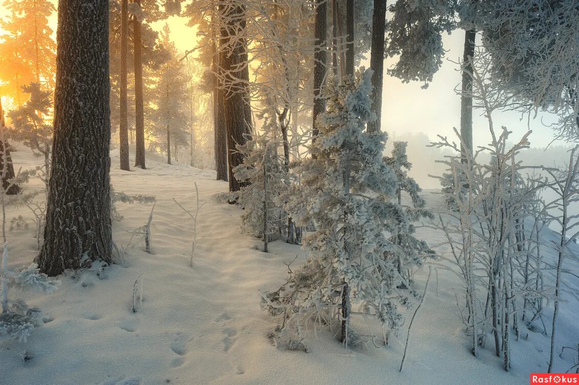 Солнце зимой. Утро в лесу зимой. Рассвет в лесу зимой. Зимнее утро в лесу. Утро в лесу зимой.