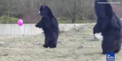 Танцует медведи видео