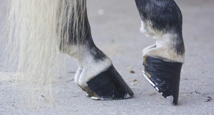 Ноги лошади. Копыто лошади фото. Ноги лошади. Ноги лошади. Копыто лошади фото.