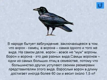 Пословица ворон ворону глаз