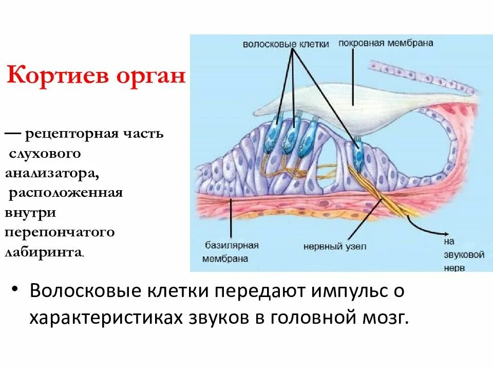 Кортиев орган слуха. Строение слухового анализатора Кортиев орган. Волосковые клетки кортиевого органа. Основная мембрана Кортиев орган. Кортиев орган волосковые клетки.