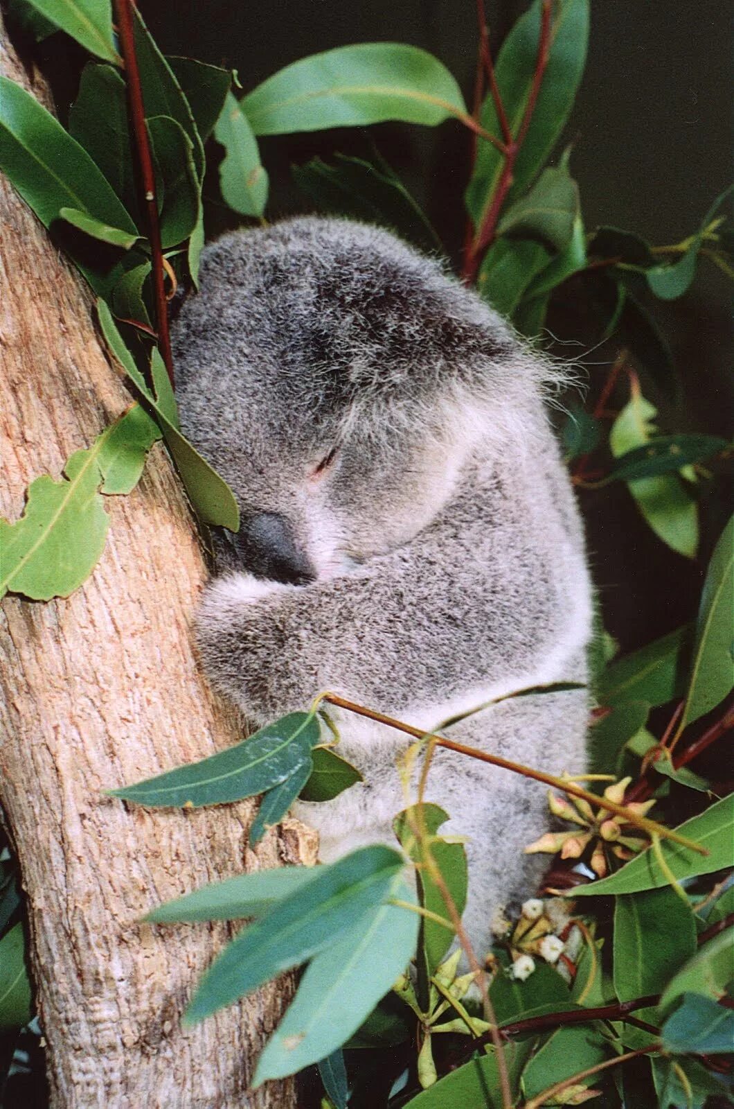Растение коала. Коала. Окрас коалы. Эвкалиптовый медведь. Грустная коала.