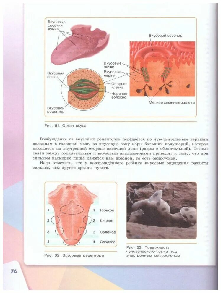 биология 7 класс сивоглазов сарычева каменский. сивоглазов в. биология 7 класс сивоглазов сапин каменский. р. конспект по биологии 8 класс сивоглазов.