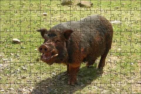 Muddy pig