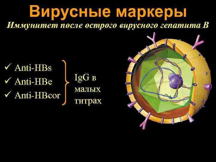 Anti hbcor. Hbcor гепатит с. Иммунные маркеры вируса гепатита б. Anti HBS + Anti hbcor +.