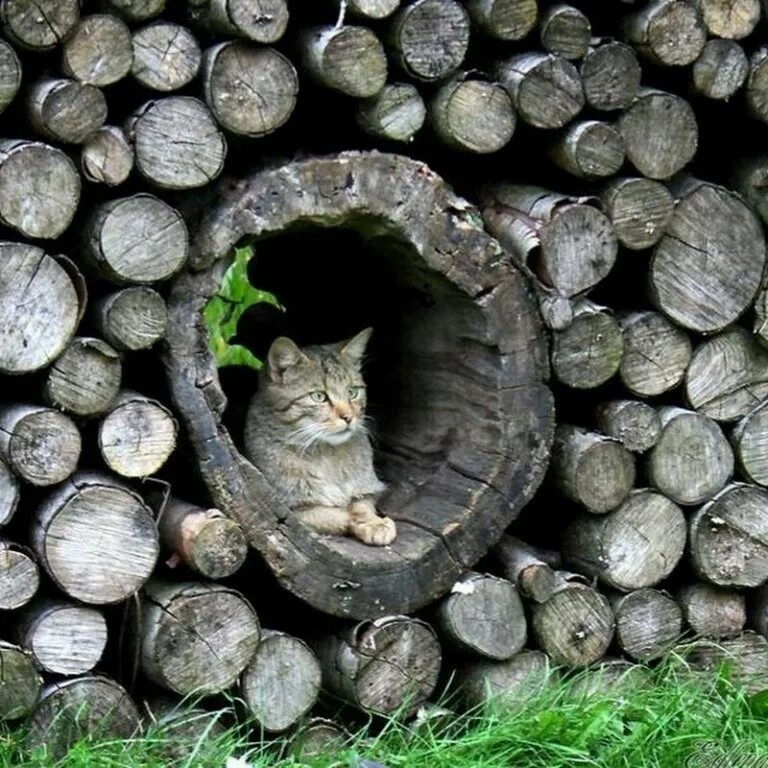 Как узнать где кот. Кот на дровах. дрова и котик. найди кошку в дровах.