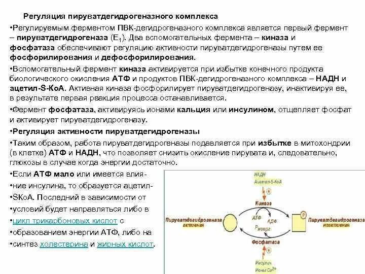 Пируватдегидрогеназа регуляция. Ферменты пируватдегидрогеназного комплекса. Пируватдегидрогеназный комплекс регуляция. Механизмы регуляции активности пируватдегидрогеназного комплекса:. Активаторы активности