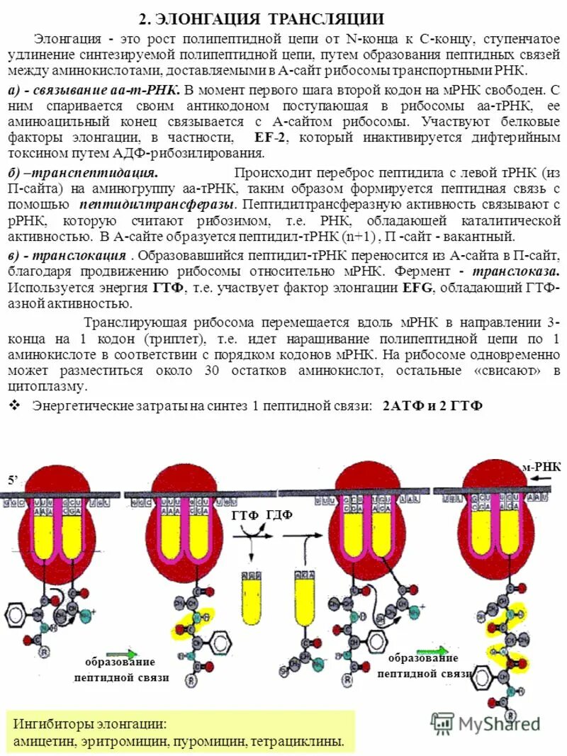 Образование пептидной связи трансляция. Элонгация полипептидной цепи. Рост полипептидной цепи. Элонгация трансляции. Процесс элонгации в трансляции это.