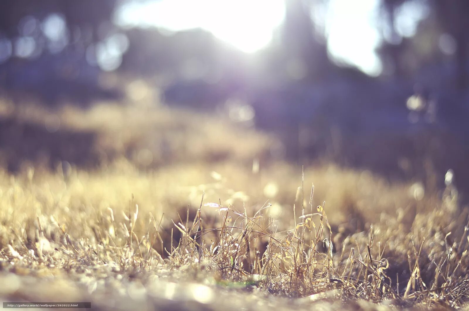 пейзаж с дорогой. аллея уходящая вдаль. фон придает. трава фон. трава и небо.