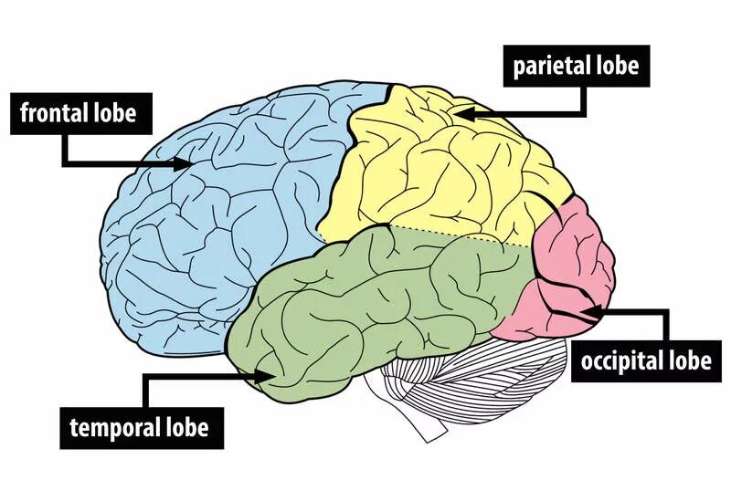 Мозг и нервная система. Brain with the Lobes. Brain and nervous System. Мозг красивый нервная система.