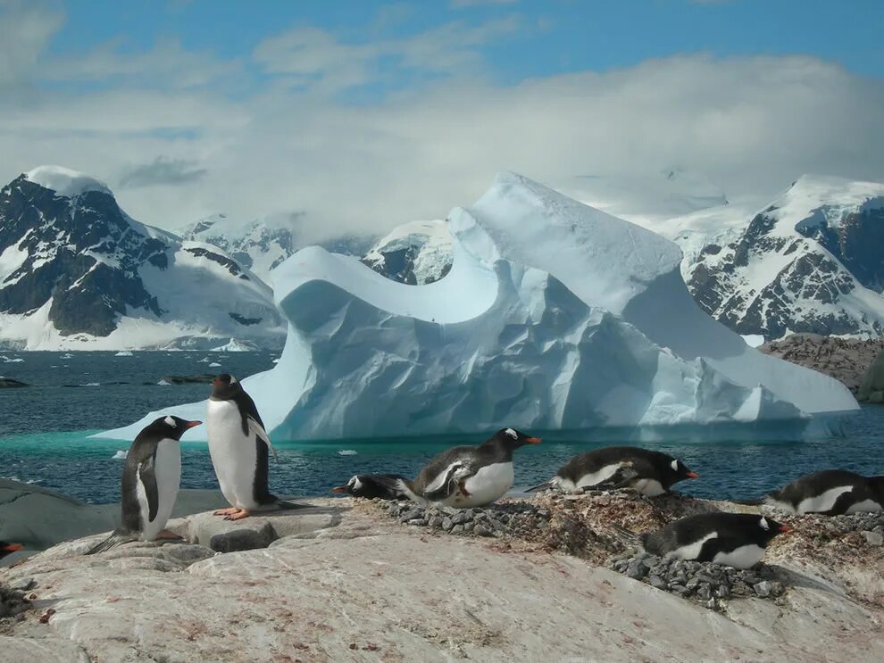 таяние ледников и пингвины. айсберги антарктиды. пингвин в горах. пролив дрейка пингвины. животные арктики и антарктики.