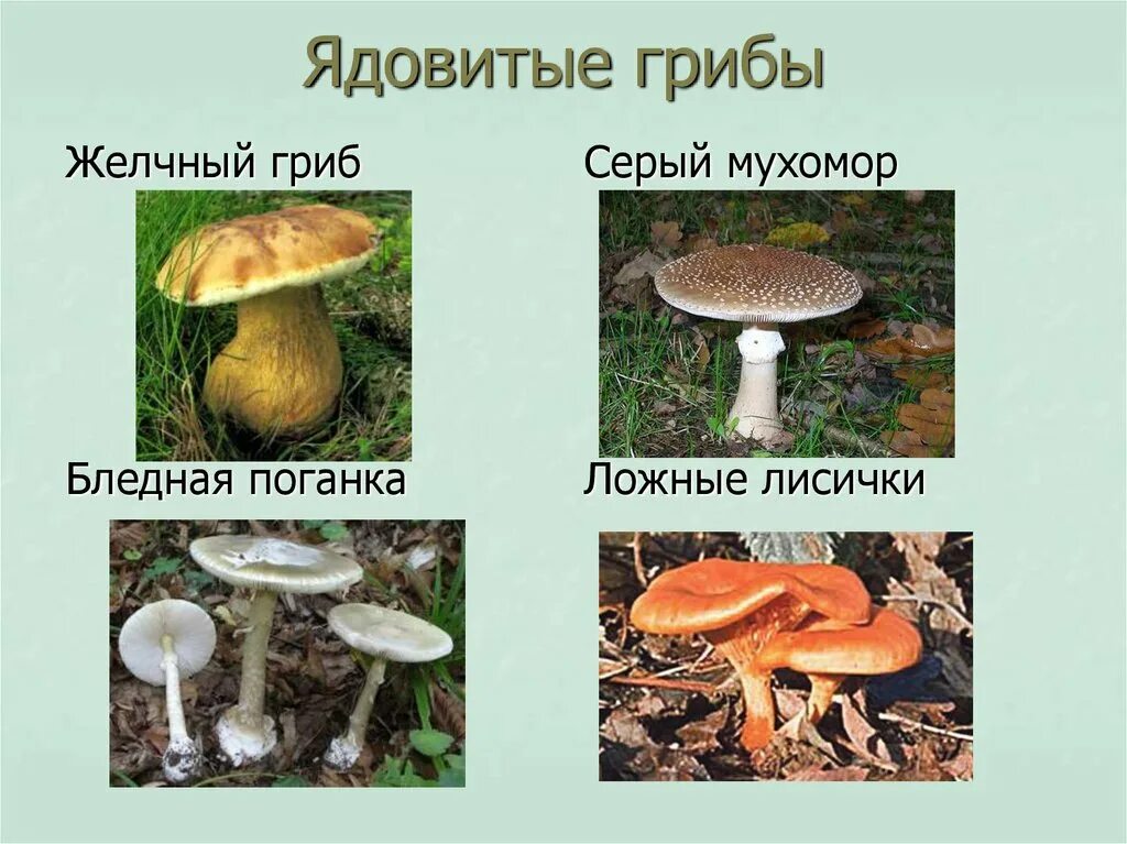 Два ядовитых гриба. Несъедобные и ядовитые грибы. Грибы съедобные несъедобные и ядовитые. Съедобные грибы и несъедобные грибы. Название ядовитых грибов.