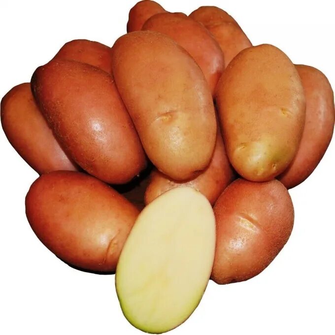 Сорт картофеля фаворит