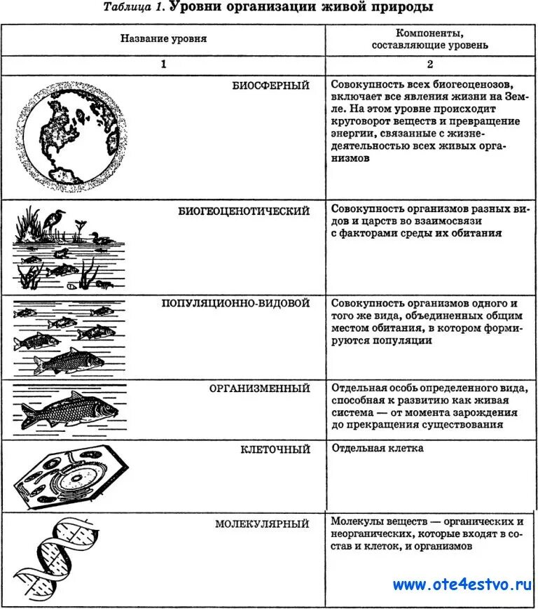 Условия организации живого. Уровни организации живой материи схема. Уровни организации живой материи биология таблица. Уровни организации биологических систем таблица. Уровни организации живой природы ЕГЭ биология.