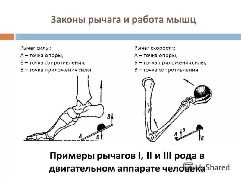 2 рычаг в скелете человека