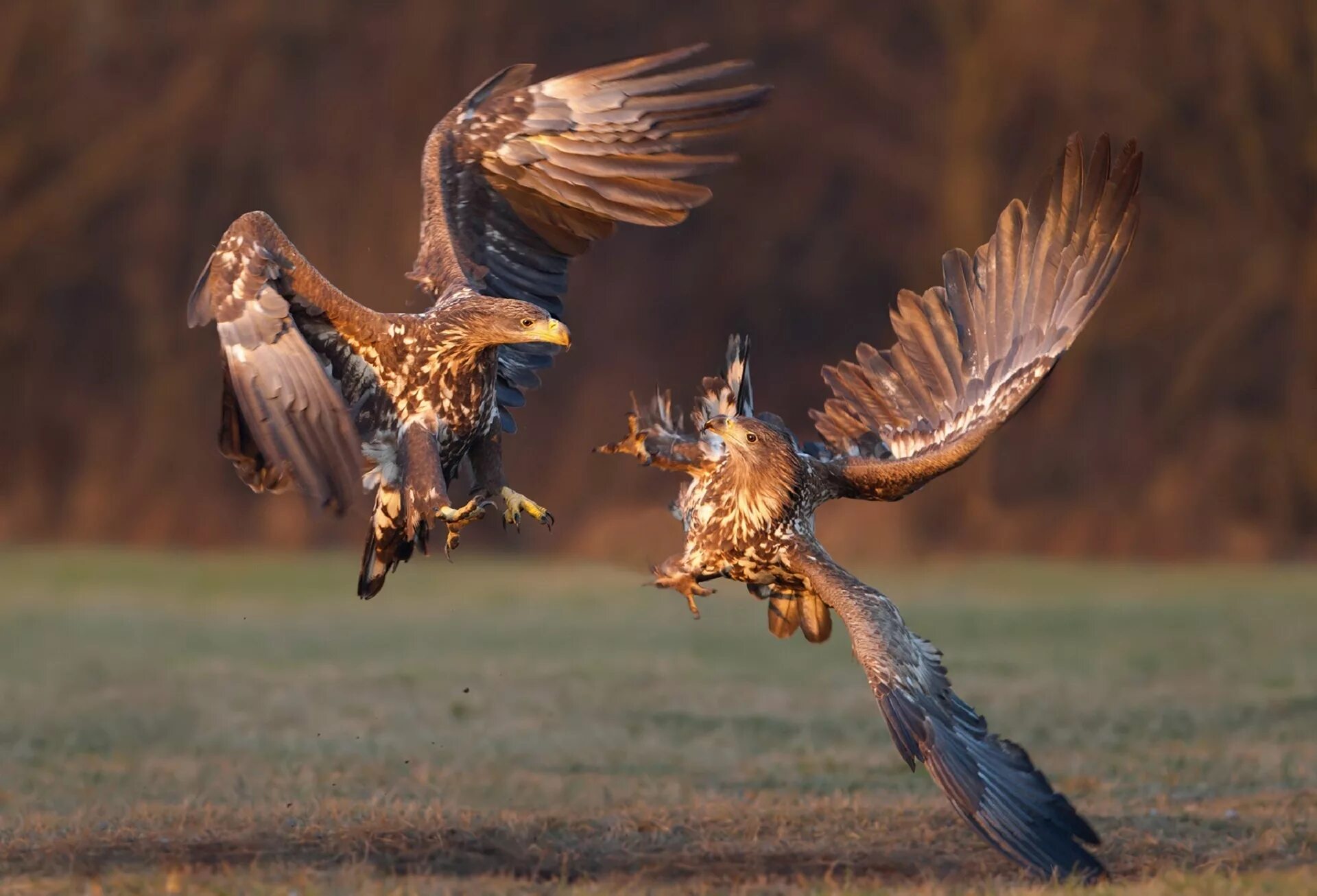 Орлан Орел Коршун. Орлан-белохвост. Симург птица. Беркут пикирует. Battle eagle