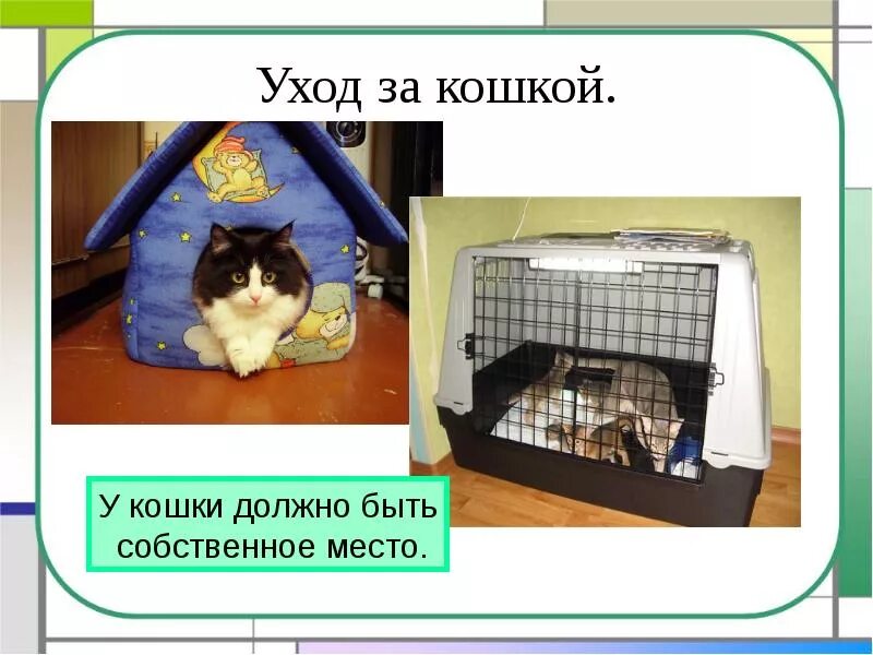 Содержание кота. Условия содержания кошек. содержание кошек в домашних условиях. условия содержания кошки в доме. кошка уход.