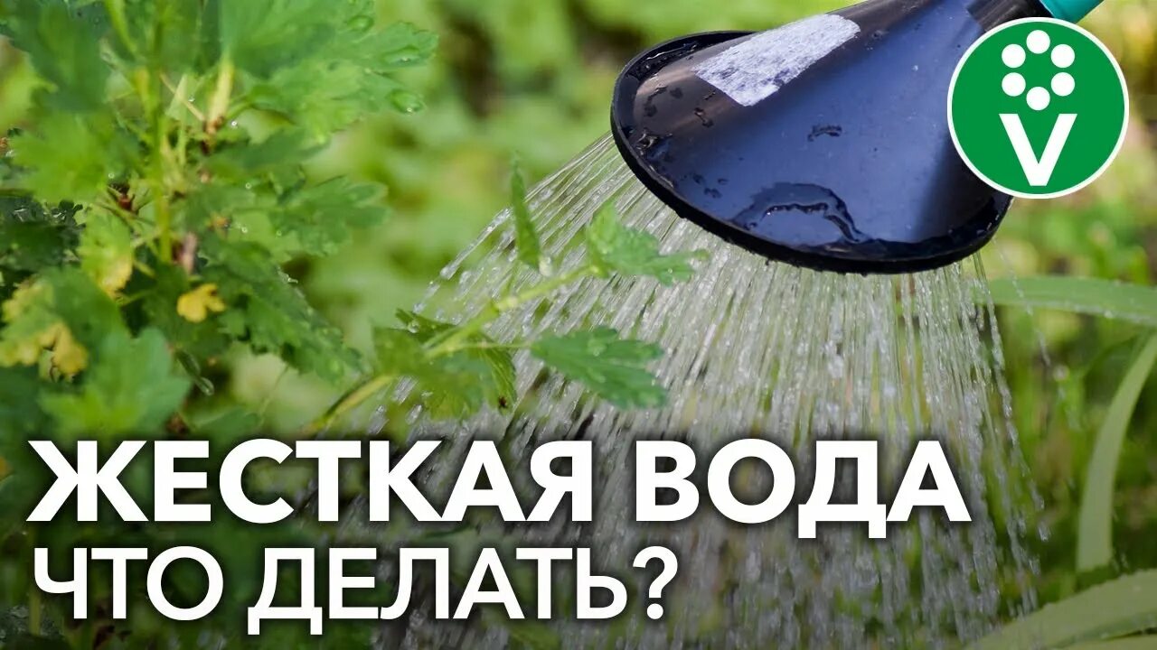 Как умягчить воду для полива растений. Отстоянная вода для цветов. Дистиллированная вода или дождевая для полива растений. Подкормка овощей солью на грядке. Как смягчить воду для полива