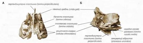 Решетчатая борозда носовой кости на латинском