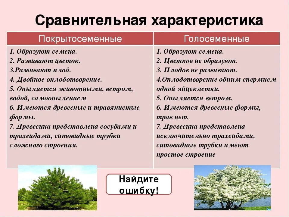 Признаки класса хвойные. Отделы растений Голосеменные и Покрытосеменные характеристики. Характеристика голосеменных и покрытосеменных растений. Сравнительная таблица голосеменных и покрытосеменных. Таблица признаки Голосеменные Покрытосеменные.