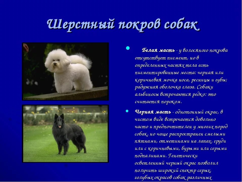 Сколько типов шерсти у собак. Шерстяной покров собаки. типы шерстного покрова у собак. строение шерсти собаки. волосяной покров вид у собаки.