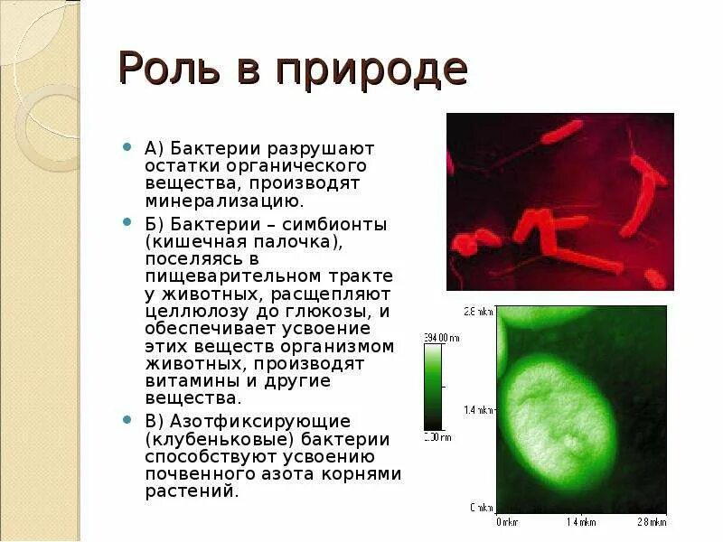 Кишечная палочка отзывы. Кишечная палочка бактерии функции. Бактерии симбионты кишечная палочка. Роль прокариот в природе. Кишечная палочка роль в природе.