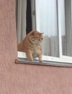 Выглянул в окно а там