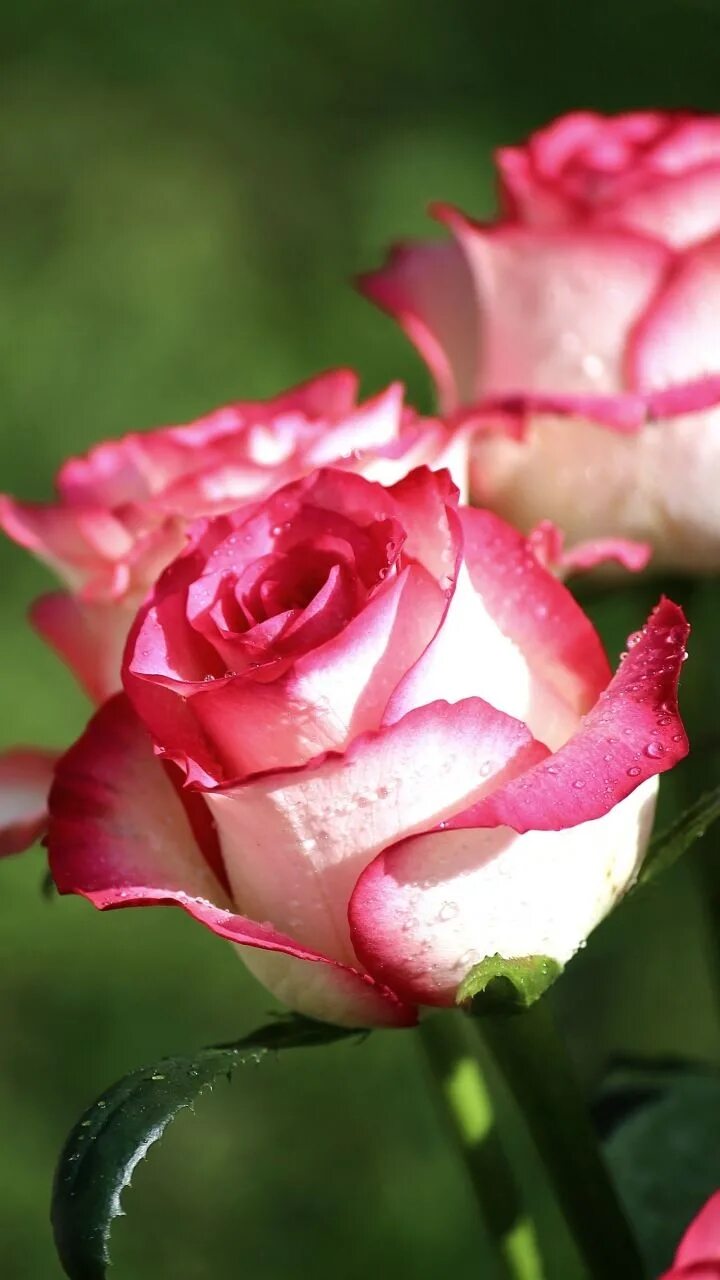 Картинки розе на заставку телефона. Розовые розы.