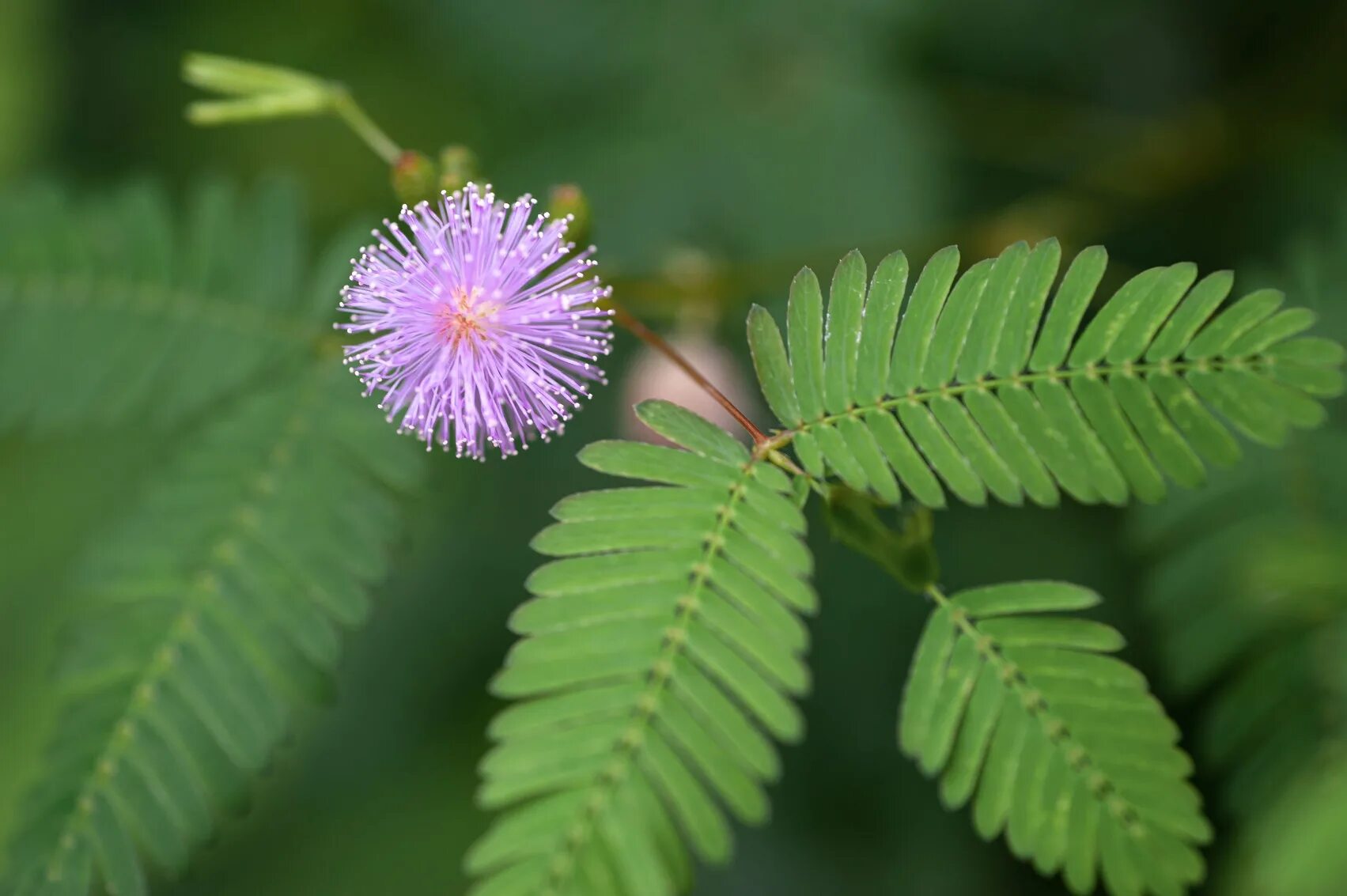 Листья на латыни. Мимоза стыдливая. Стыдливая Мимоза растение. Mimosa pudica (Мимоза). Стыдливая Мимоза Акация.