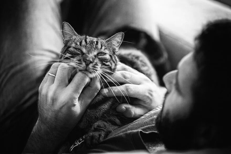 Petting men. Мужчина с котом. Фотосессия с кошкой. Мужчина с кошкой на руках. Парень гладит кота.