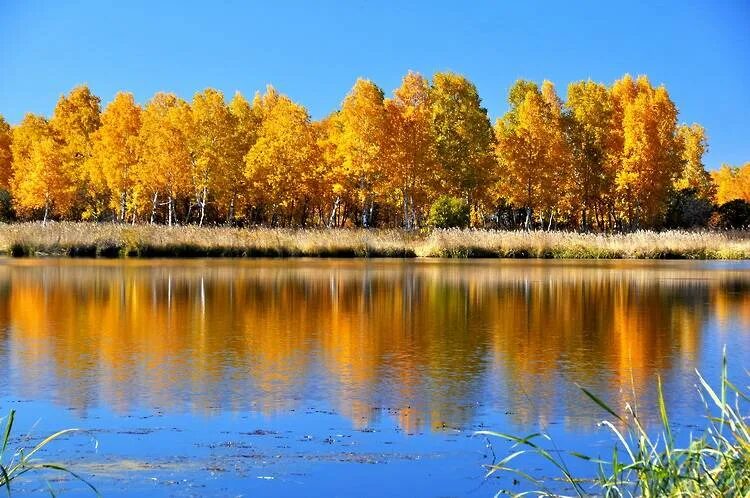 Природа Амурской области осень. Осень на Амуре. Амурская природа осенью. Осень в Приамурье.