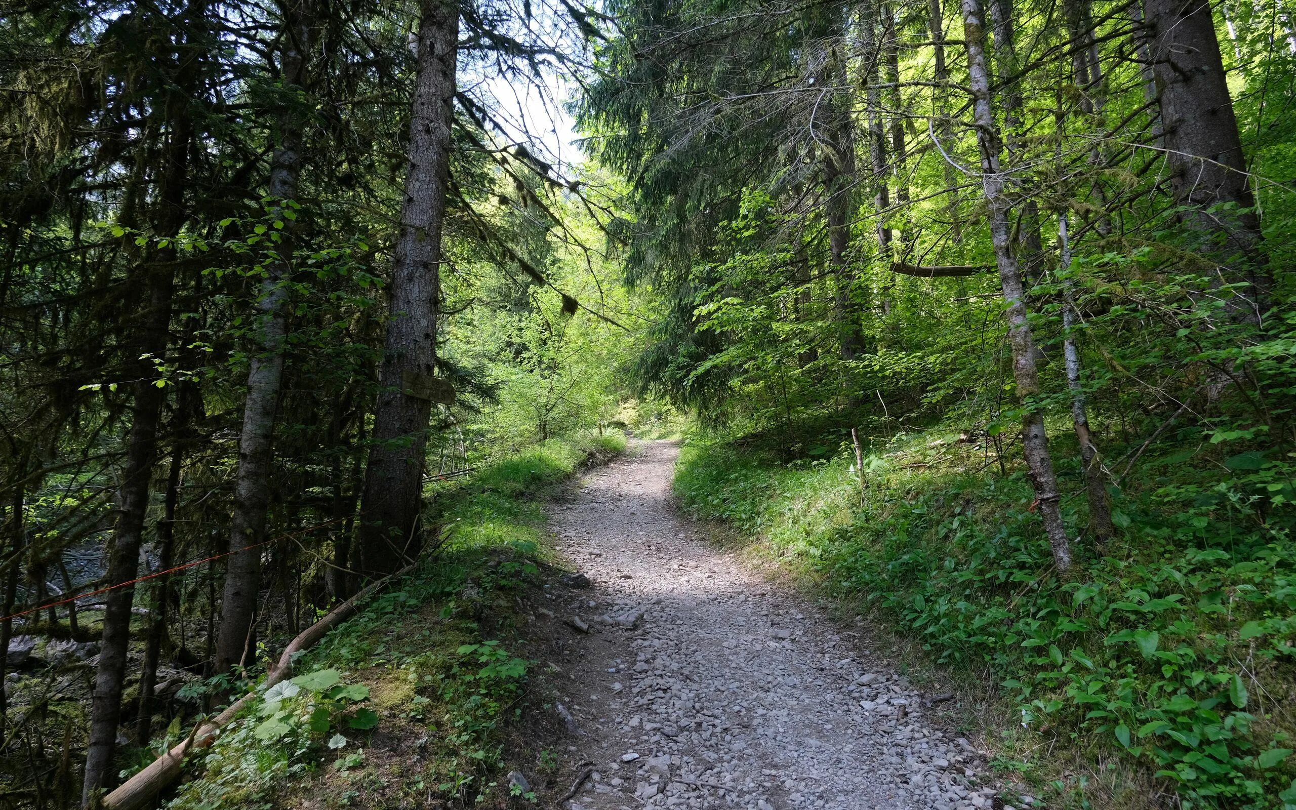лес с дорогой. лесная дорога. а 4 в лесу. а 4 в лесу. алеея и зеленый лес.
