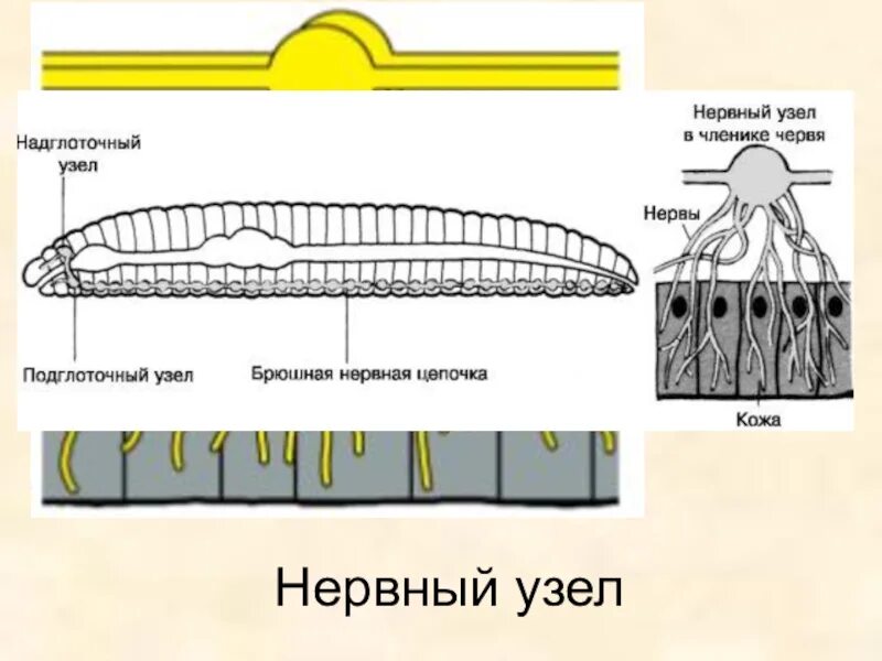 Из чего состоит червь. Нервная система дождевых червей. Нервная система дождевого червя. Узловая нервная система дождевого червя. Нервная система дождевого червя схема.