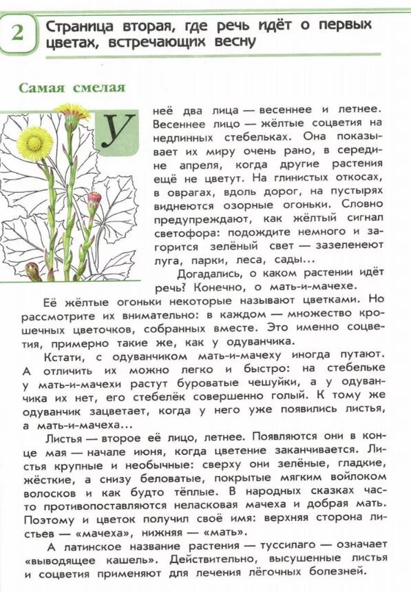 зеленые страницы плешаков репейник. цикорий зеленые страницы плешаков. цикорий зеленые страницы плешаков. зеленая страница окружающий мир 2 класс. зеленая страница окружающий мир 2 класс.