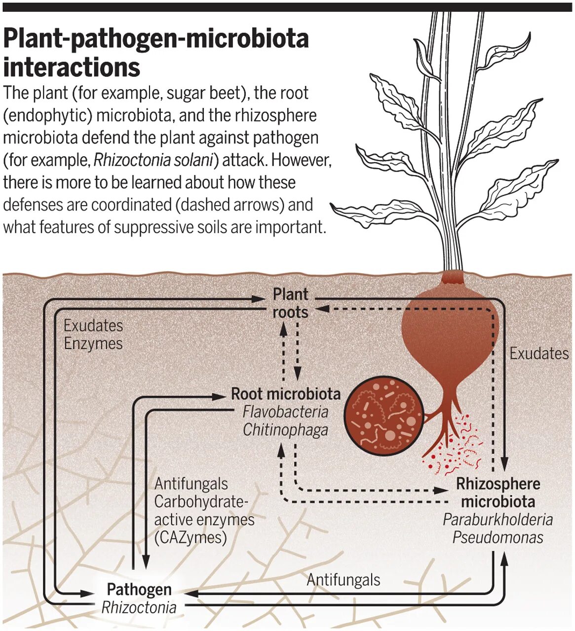 Pdf plant. Rhizoctonia жизненный цикл. Rhizoctonia solani. Rhizoctonia violacea на препарате. Protection of Plants from diseases.