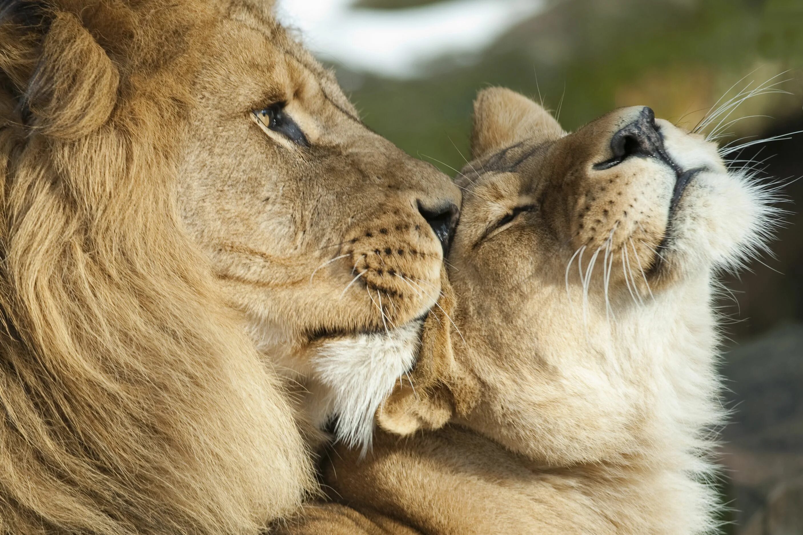 Лев и львица. Львы любовь. Влюбленные львы. Красивый Лев.