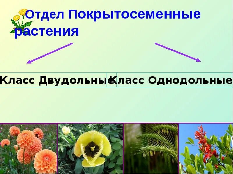 Функция покрытосеменных растений. Покрытосеменные 5 класс биология. Отдел Покрытосеменные растения. Культурные Покрытосеменные растения. Классификация покрытосеменных.