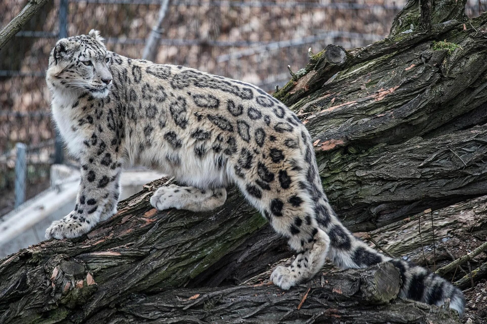 Снежный Барс (Ирбис, снежный леопард). - Снежный Барс (Panthera uncia. Ирбис горный леопард. Ирбис окрас.