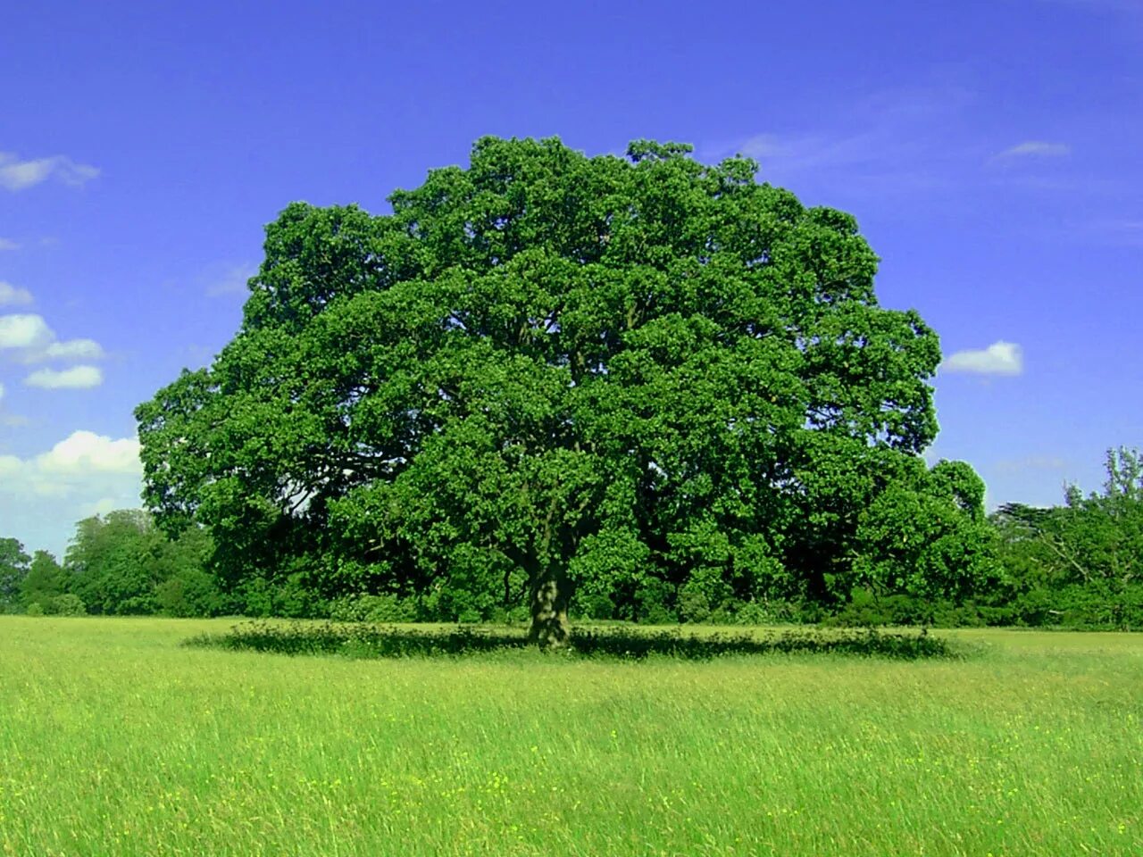 Раскидистая крона дуб. Деревья. Дерево зеленое. Красивый дуб. My new tree