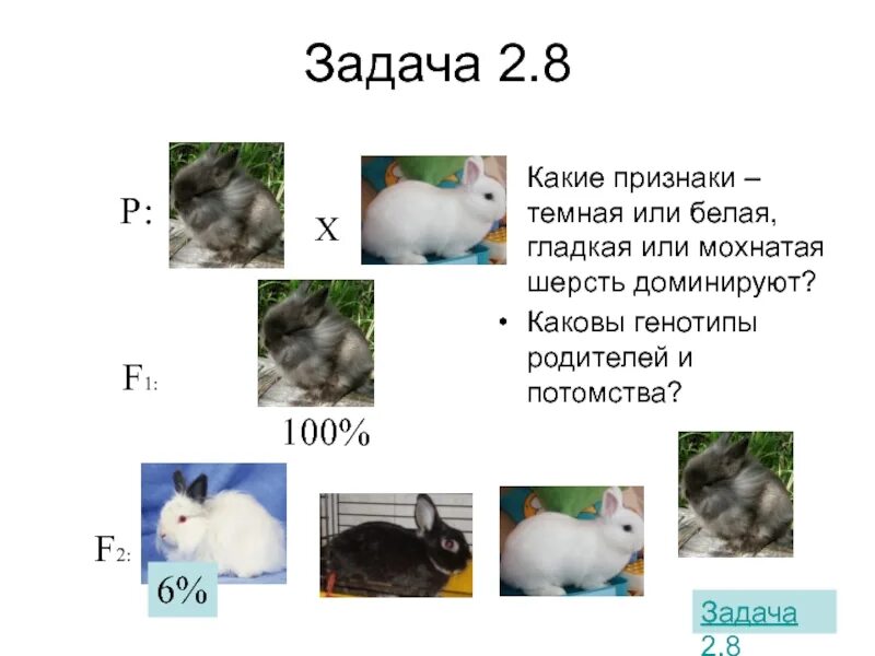 Генотипы кроликов по цвету. Какой генотип у кролика с черной гладкой шерстью. Задачи с шерстью. Доминантные признаки у кроликов.