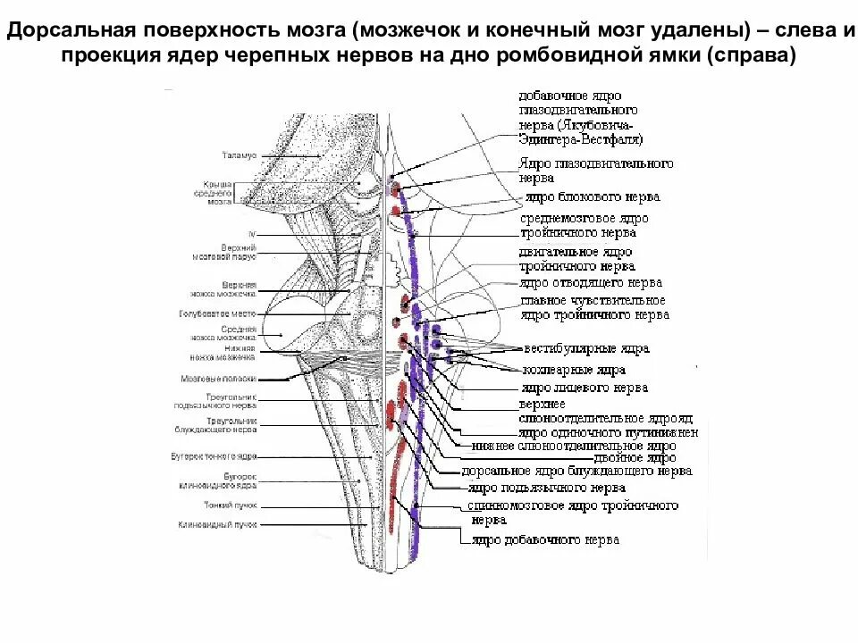 Ядра черепных нервов латынь. Схема дорсальной поверхности мозгового ствола. ромбовидная ямка ядра черепных нервов. проекция ядер черепных нервов на ствол мозга. проекция ядер черепных нервов на ромбовидную ямку.