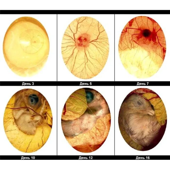Развитие в яйце по дням фото. Овоскопирование утиных яиц. Инкубация куриных яиц овоскопирование. Овоскопирование яиц курицы. Овоскопирование гусиных яиц.