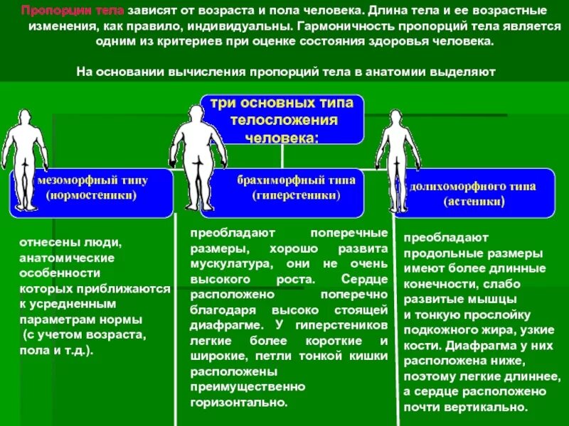 Пропорции тела зависят от возраста и пола человека. Биологический возраст. Биологический возраст презентация. Расчет должного биологического возраста. Понятие психологический возраст.