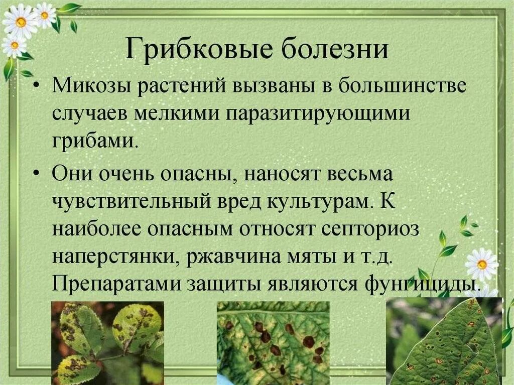 Заболевания растений. Вирусные и бактериальные заболевания растений. Грибковые заболевания культурных растений. Заболевания растений вызванные грибами. Определение болезней растений