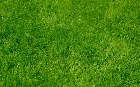 Grass se