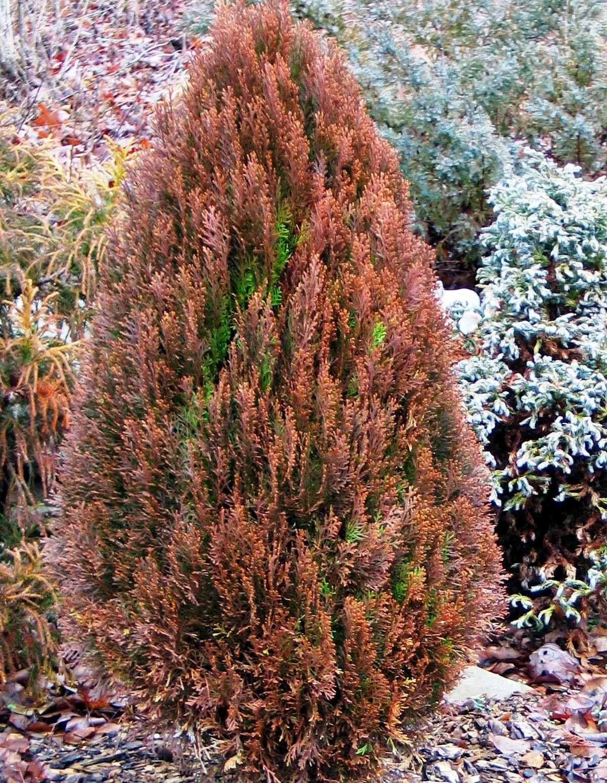 Туя меняет цвет. Туя Восточная / плосковеточник Восточный Морган. Туя Пирамидалис Ауреа. Туя Восточная Пирамидалис Ауреа. Туя Восточная Morgan.